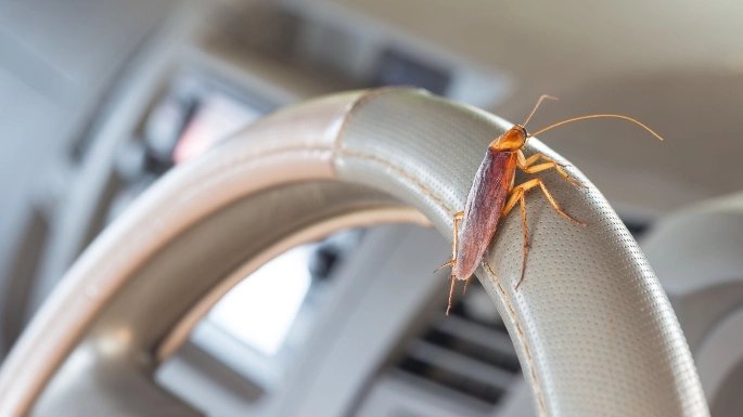 6 Cara Ampuh Menghilangkan Kecoa di Mobil dengan Cepat